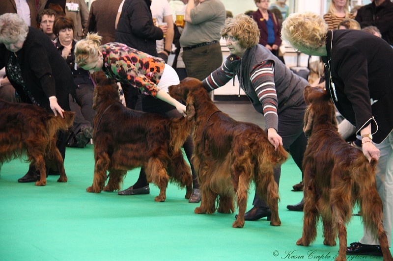 Crufts2011 699.jpg